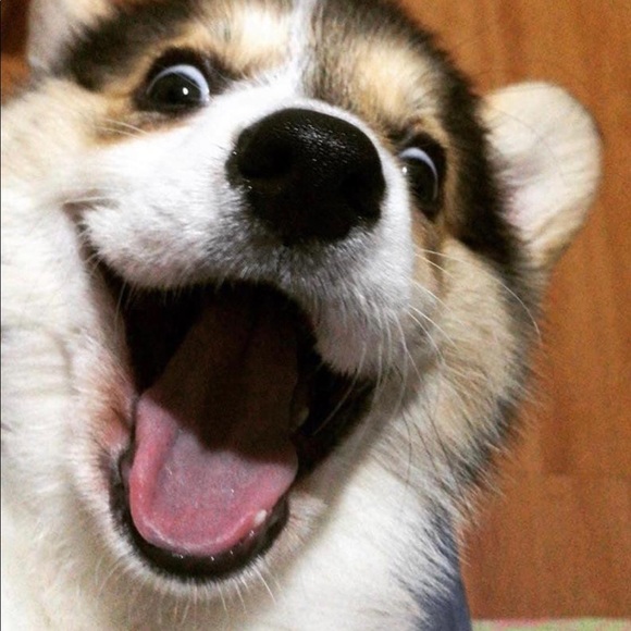 Meet your Posher, Jacquelin - Picture 2 of 2